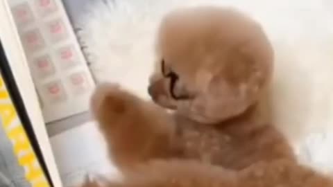 Funny dog fight