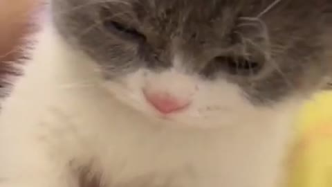 Cute Cats and Funny Animals Compilation 😹 Try Not To Laugh Challenge - Cute Cat