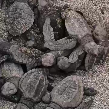 💚 🐢 BABY TURTLES OUT FROM NEST