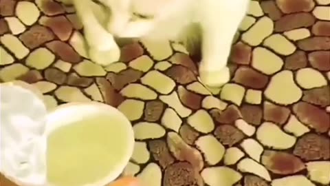 angry cats