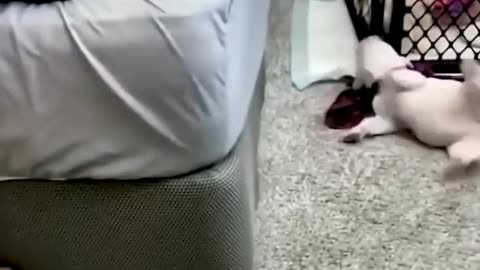 Funny Dog Sleeping Vedio