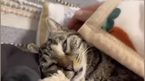 Funny Dogs And Cats Videos 2024 😅They're Best Friends