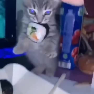 Funny animals 2023😆 - Funniest Cats and Dogs Video🐕🐈284 #shorts