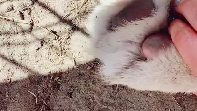 catsoftiktok#beans