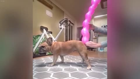 Cute cats funny cats 7