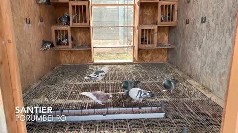 What Your Relationship With Pigeon Says About Your Personality Type