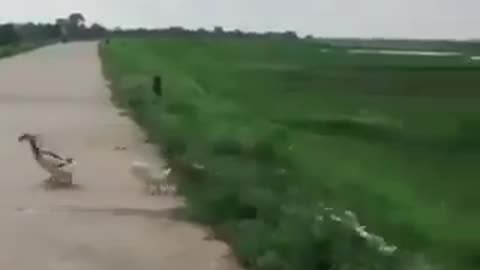 Stuck at a Duck Crossing - will it ever end?