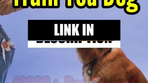 Funny dog training video 😂