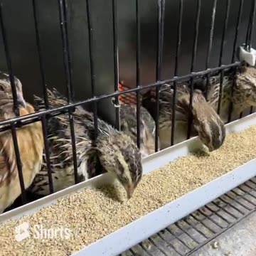 Coturnix Quail... Listen for how the males sound when they crow.