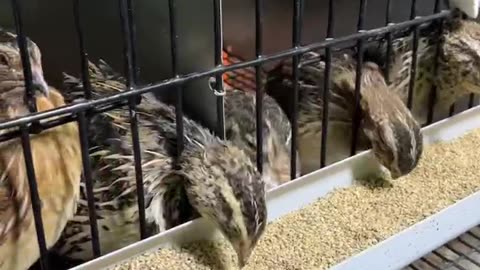 Coturnix Quail... Listen for how the males sound when they crow.