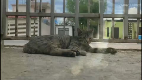 Cute Cat Video 😍🐈