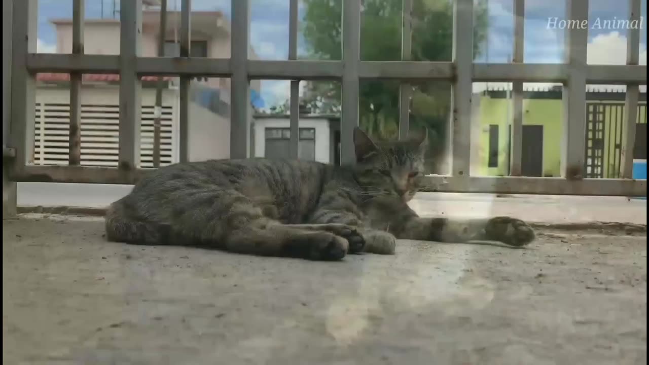 Cute Cat Video 😍🐈