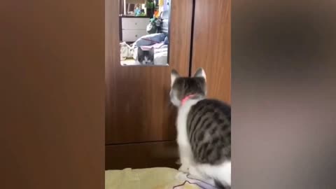 Cats Fighting and Meowing - These Two are Bloody Brothers
