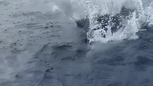 Fish catching video 2