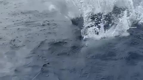 Fish catching video 2
