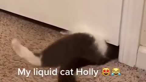 Funny cute cat