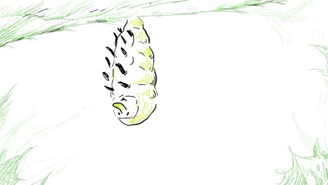 The weird and wonderful metamorphosis of the butterfly - Franziska Bauer