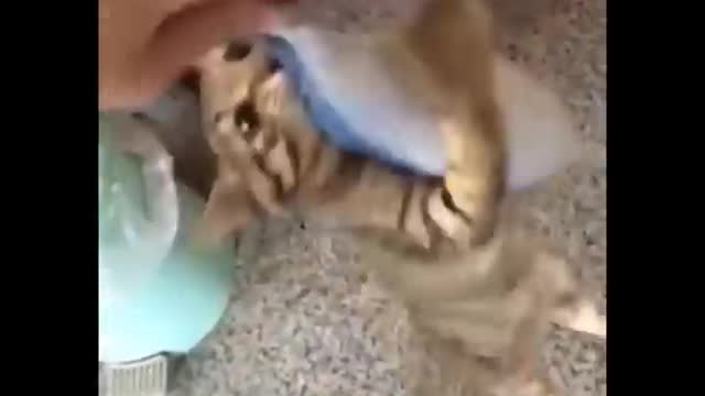 Funniest cat videos #61 - HILARIOUS!