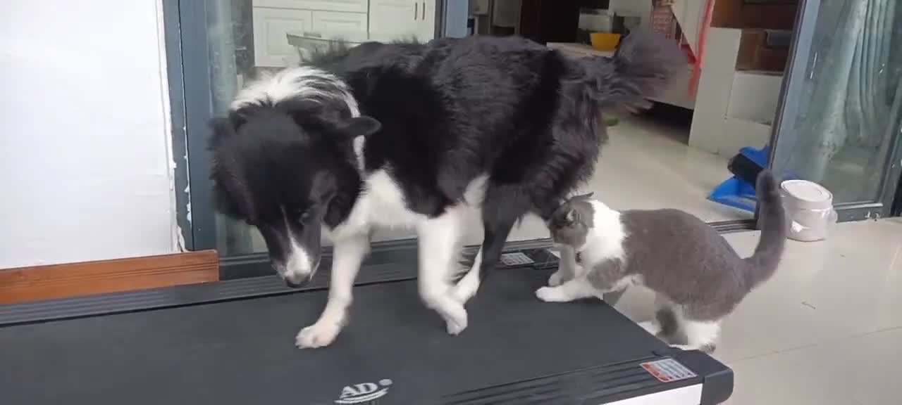Recording the daily life of cats