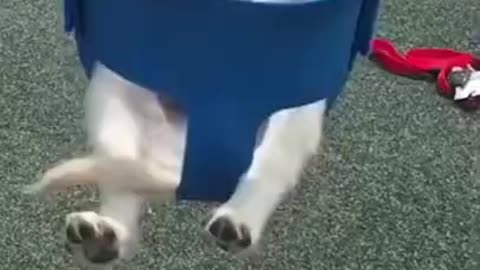 Puppy in a Swing! (Hilarious)