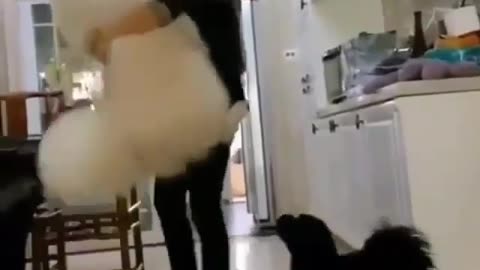 Funny animal vedio