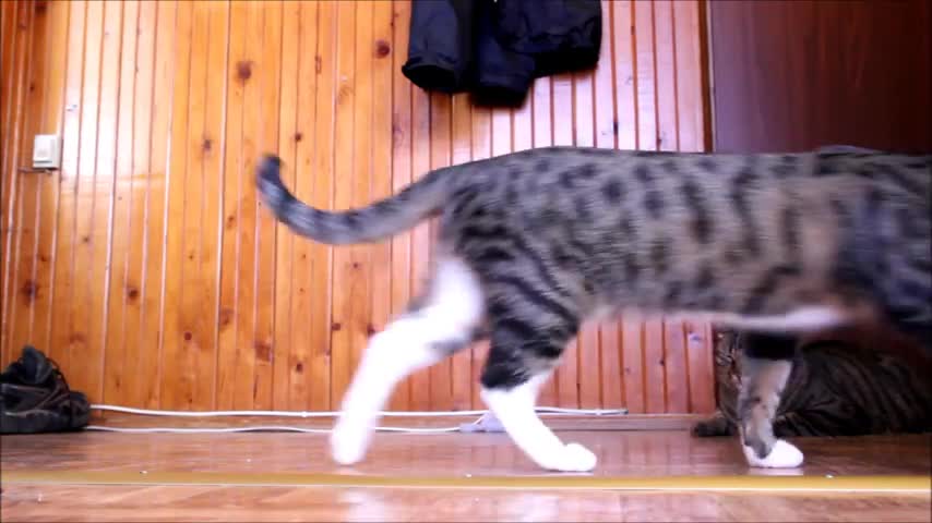 Run Bobo, run!
