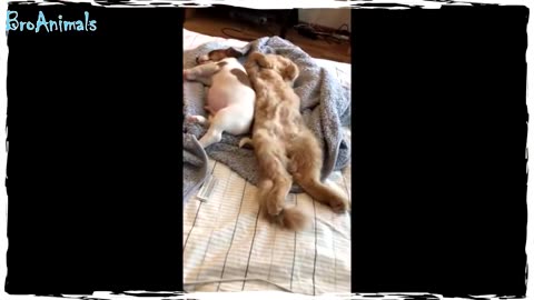 FUNNY CATS & DOGS 2023