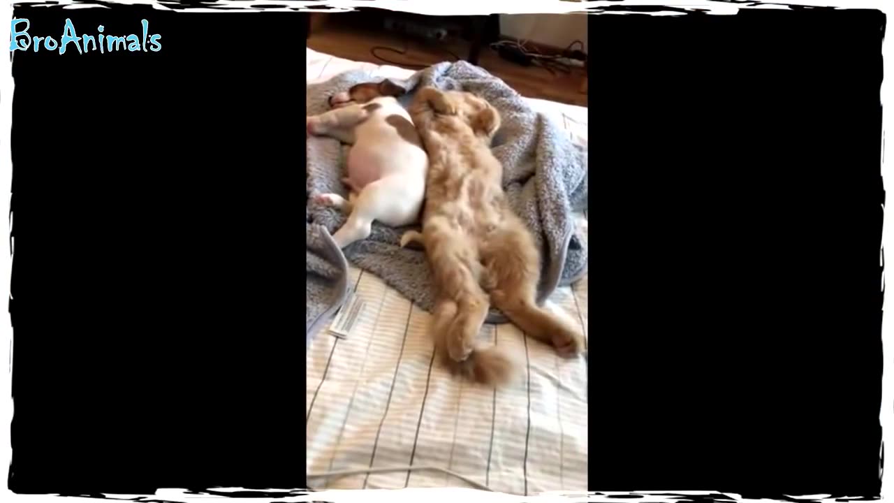 FUNNY CATS & DOGS 2023