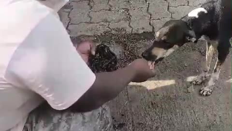 Rescuing Dog