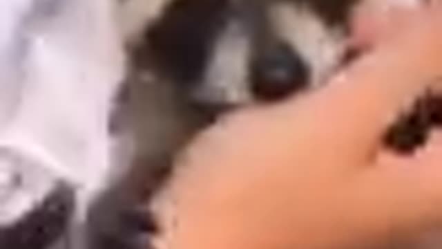 Baby dogs care #lover