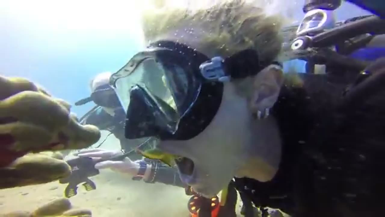 Cleaner Shrimp cleans diver's mouth