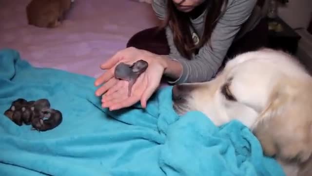 Golden Retriever and Baby Bunnies 3 days old [CUTENESS OVERLOAD]