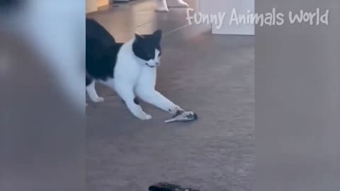 Op Funny Animals