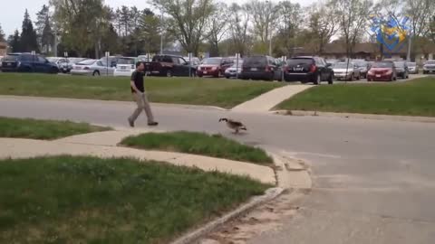 Funny animal attack. 99% try very hard to not laugh