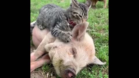 Try Not To Laugh or Grin While Watching Funny Animals