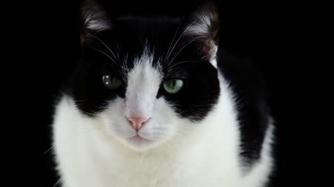 Very Beautiful Cat