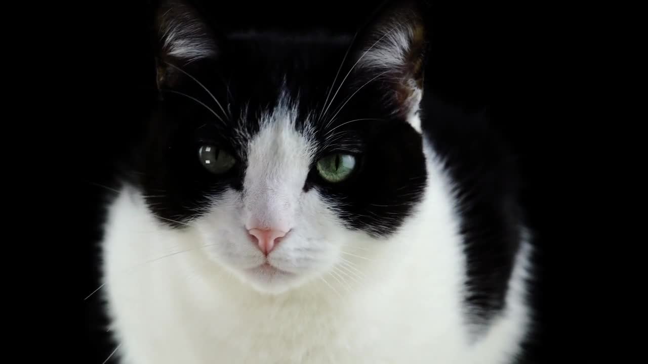 Very Beautiful Cat