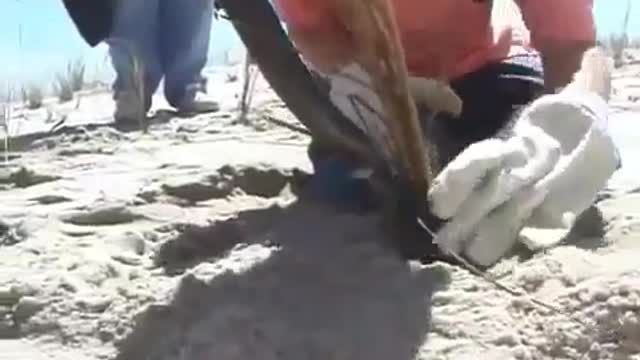 Planting American Beach Grass