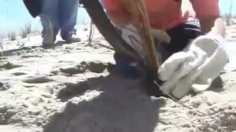 Planting American Beach Grass