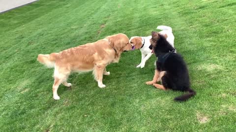 Golden Retriever Doesn't Want to Share His Toy with Puppy Friends!