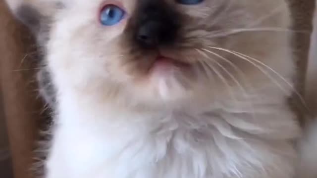 OMG So Cute Cats ♥ Best Funny Cat ❤️🐈Videos 2021 #shorts