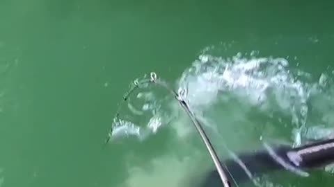 Dragon Fish 🐉 YOUTUBE Link in Bio🔥