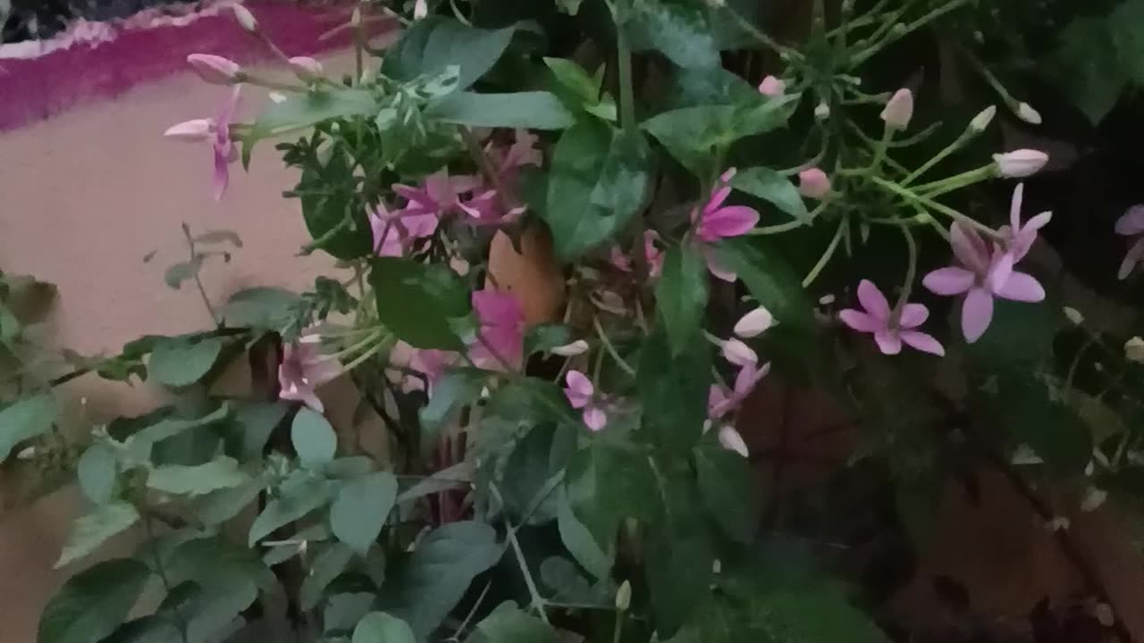 Madhabi Lata flowers