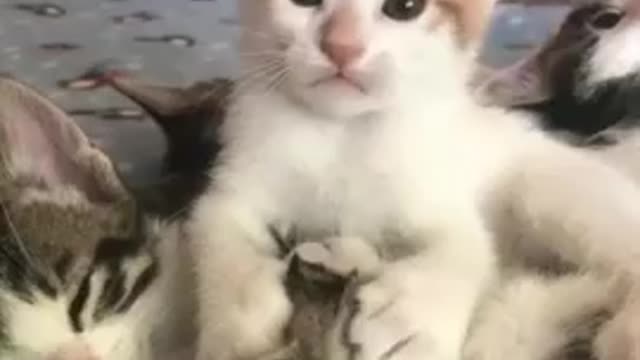 Baby Cats!😍 Cute and Funny Cat Videos | cute pet care #50 #shorts
