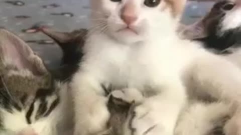 Baby Cats!😍 Cute and Funny Cat Videos | cute pet care #50 #shorts