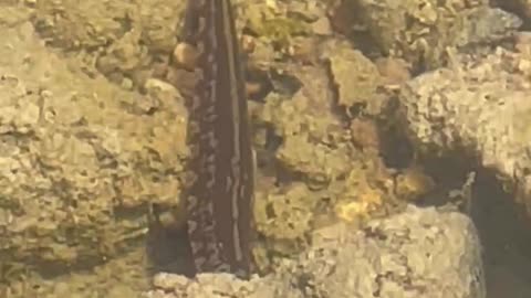 Inchworm of the water
