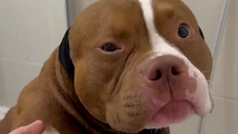 Choco’s Beach Day Cleanup | Pitbull’s Fun Bath Time After the Beach!