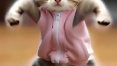 Cat dance