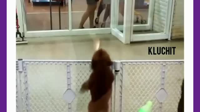 Dancing Dog