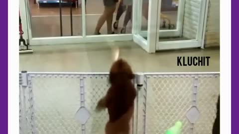 Dancing Dog